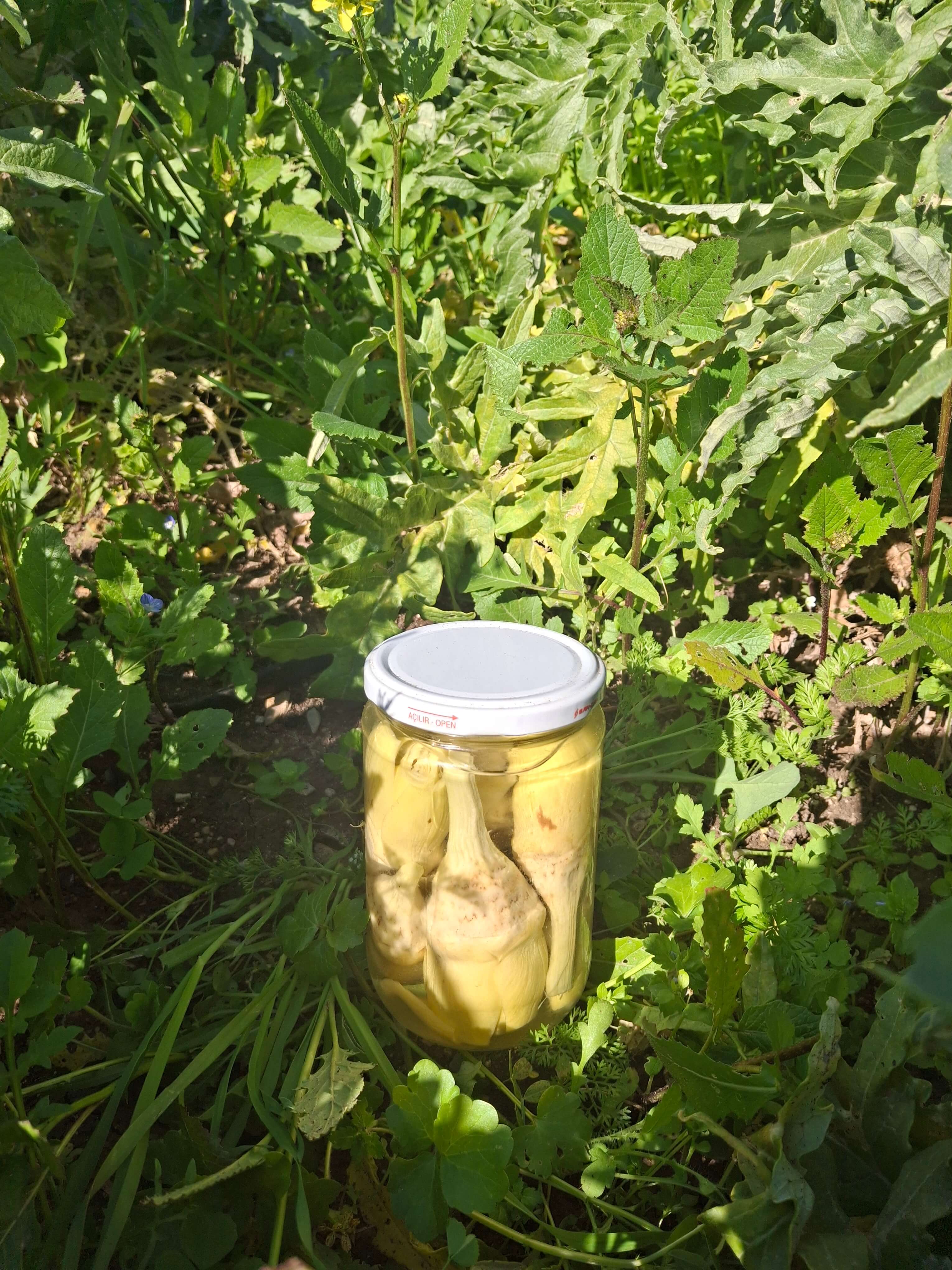 660cc Bebek Enginar Kavanoz